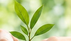 Jeune plant tenu dans deux mains